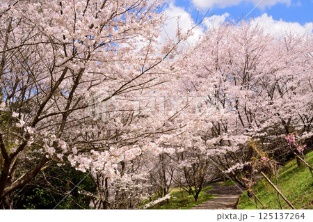 サクラ、桜 125137264