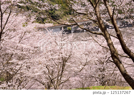 サクラ、桜 125137267