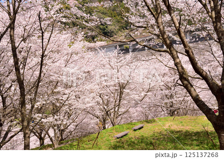 サクラ、桜 125137268
