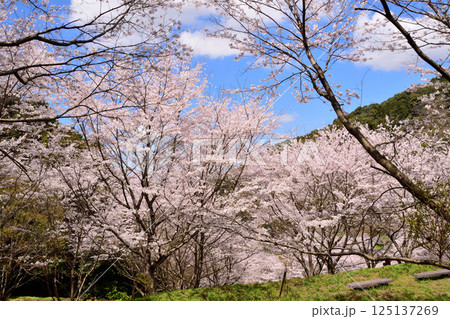 サクラ、桜 125137269