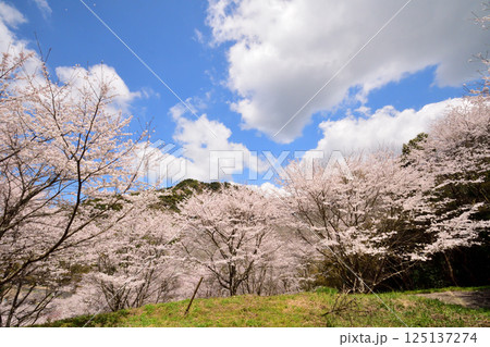 サクラ、桜 125137274