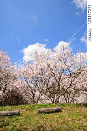 サクラ、桜 サクラ、桜 125137275