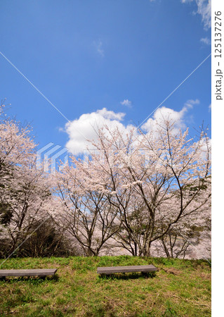 サクラ、桜 サクラ、桜 125137276