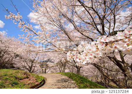 サクラ、桜 サクラ、桜 125137284