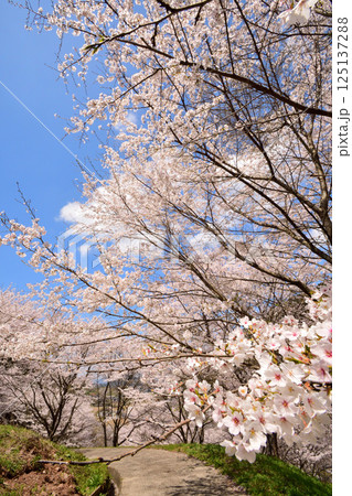 サクラ、桜 サクラ、桜 125137288