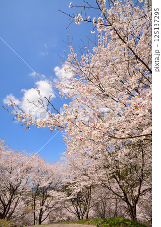 サクラ、桜 125137295