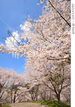 サクラ、桜 125137297