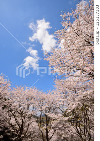 サクラ、桜 サクラ、桜 125137303