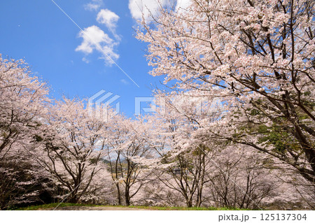 サクラ、桜 125137304