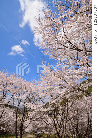 サクラ、桜 125137307