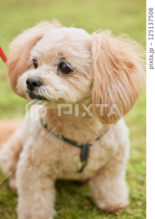 芝生で散歩をするトイプードル 芝生で散歩をするトイプードル 125137506