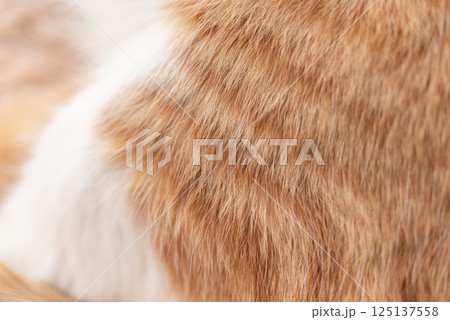 可愛い猫の毛並み 125137558