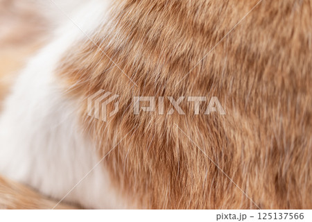 可愛い猫の毛並み 可愛い猫の毛並み 125137566