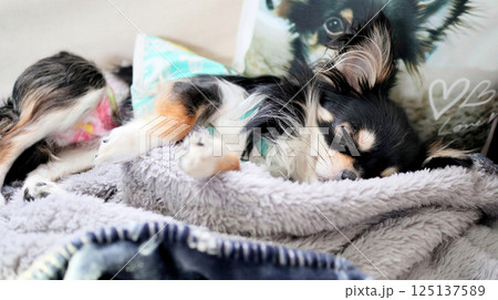 お迎えしたばかりの可愛い仔犬　寝顔が可愛いチワワ　パピードッグ 125137589