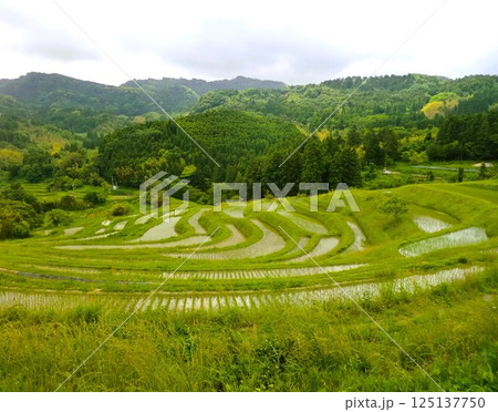 ◆日本の風景◆初夏の棚田② 125137750