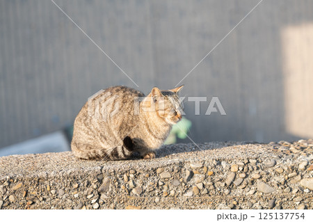 塀の上でくつろぐ可愛い野良猫　キジトラ猫 125137754