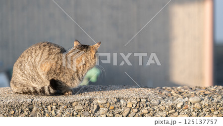 塀の上でくつろぐ可愛い野良猫 キジトラ猫 塀の上でくつろぐ可愛い野良猫 キジトラ猫 125137757