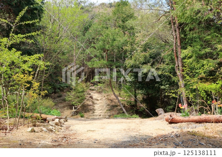 菩提寺山の登山道の風景 125138111