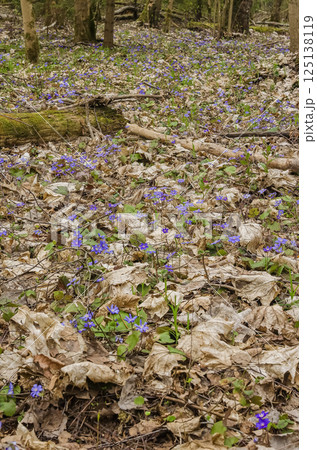 Forest floor covered in blue wildflowers. High quality photo 125138119