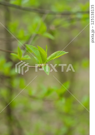 Fresh green leaves budding on a tree branch in early spring. High quality photo 125138135