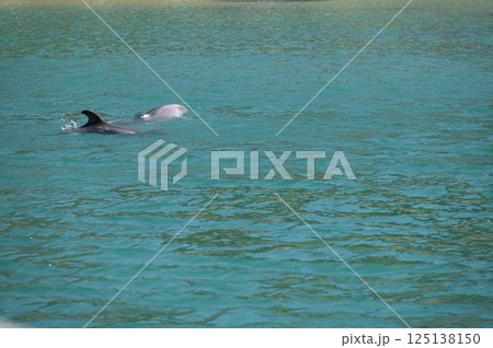 バンドウイルカ 下田海中水族館 バンドウイルカ 下田海中水族館 125138150