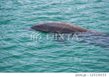 バンドウイルカ　下田海中水族館 125138153