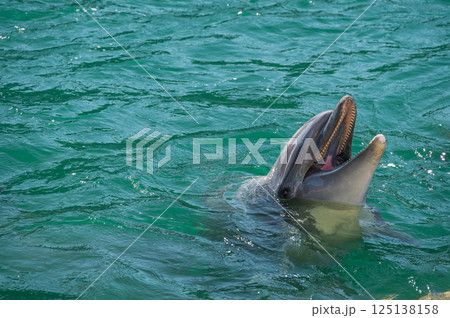 バンドウイルカ 下田海中水族館 バンドウイルカ 下田海中水族館 125138158