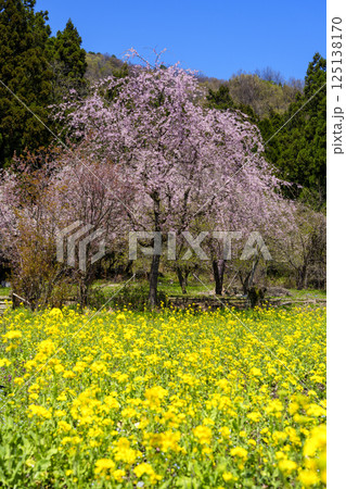 福井県の花名所「矢ばなの里」 125138170