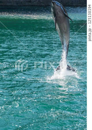 バンドウイルカのショー 下田海中水族館 バンドウイルカのショー 下田海中水族館 125138194