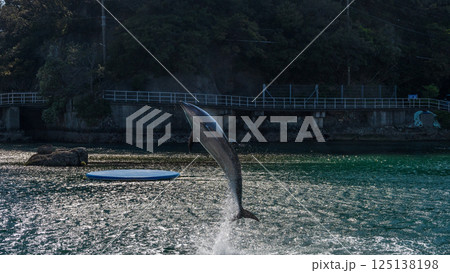 バンドウイルカのショー 下田海中水族館 バンドウイルカのショー 下田海中水族館 125138198