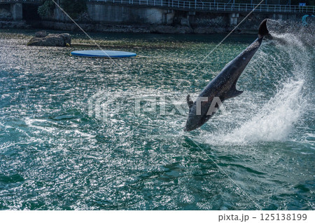 バンドウイルカのショー 下田海中水族館 バンドウイルカのショー 下田海中水族館 125138199