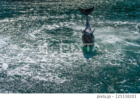 バンドウイルカのショー 下田海中水族館 バンドウイルカのショー 下田海中水族館 125138201