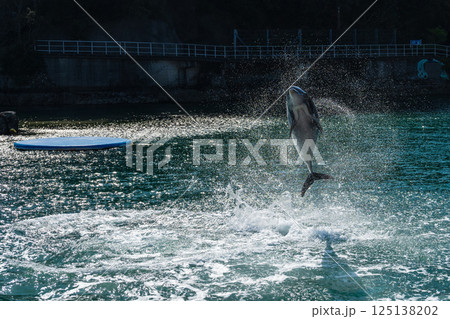バンドウイルカのショー 下田海中水族館 バンドウイルカのショー 下田海中水族館 125138202