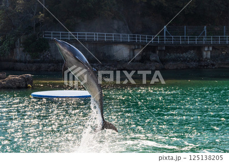 バンドウイルカのショー 下田海中水族館 バンドウイルカのショー 下田海中水族館 125138205