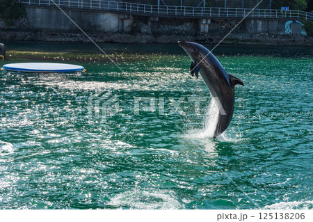 バンドウイルカのショー 下田海中水族館 バンドウイルカのショー 下田海中水族館 125138206