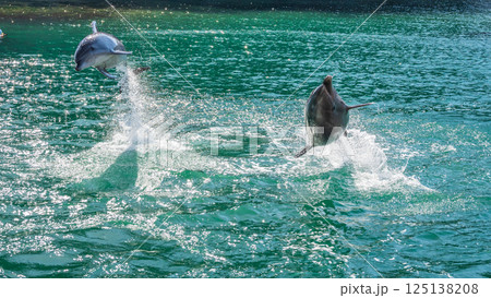 バンドウイルカのショー 下田海中水族館 バンドウイルカのショー 下田海中水族館 125138208