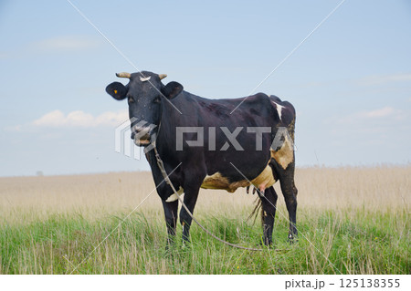 A large black cow with a white spot on its forehead grazes in a field. 125138355
