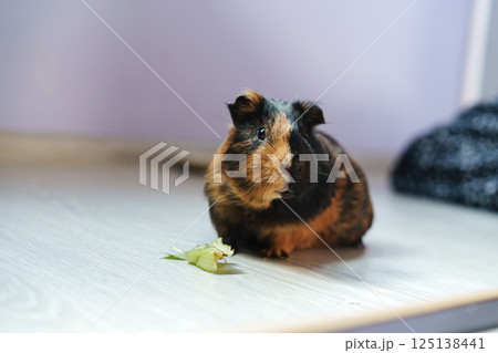 Cute guinea pig enjoying a piece of lettuce in a cozy indoor space during afternoon playtime 125138441
