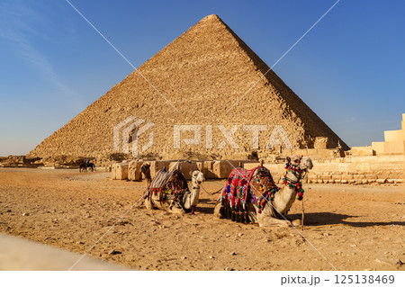 Pyramid of Giza stands majestically against a clear blue sky with camels resting in the foreground during the golden hours Pyramid of Giza stands majestically against a clear blue sky with camels resting in the foreground during the golden hours 125138469