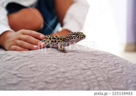 Lizard resting on cozy blanket as child reaches out to interact in a bright indoor setting Lizard resting on cozy blanket as child reaches out to interact in a bright indoor setting 125138483