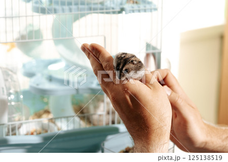 Holding a cute hamster while standing near its cage in a cozy room in the afternoon sunlight Holding a cute hamster while standing near its cage in a cozy room in the afternoon sunlight 125138519