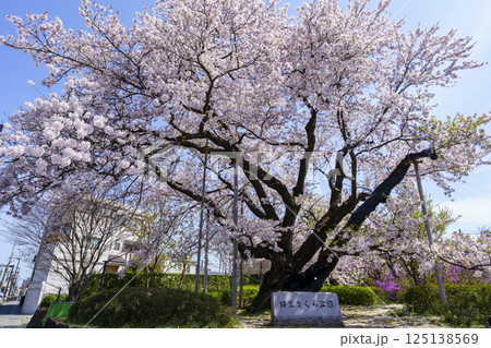 金沢の桜名所「弥生さくら公園」 125138569
