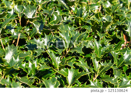 ヒイラギ 黒鉄黐 モチノキ属 125138624