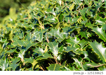 ヒイラギ 黒鉄黐 モチノキ属 125138625