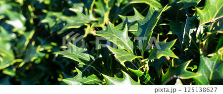 ヒイラギ 黒鉄黐 モチノキ属 125138627