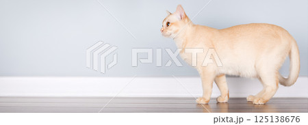 Burmese Cat Standing in Profile Against Blue Wall with Copy Space Burmese Cat Standing in Profile Against Blue Wall with Copy Space 125138676