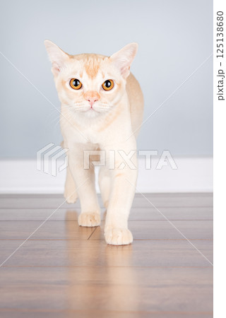 European Burmese Cat Walking in Hallway Against Blue Wall 125138680
