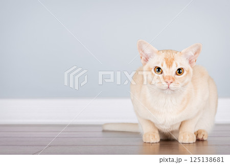 Burmese cat resting on the floor against blue wall with space for text. 125138681