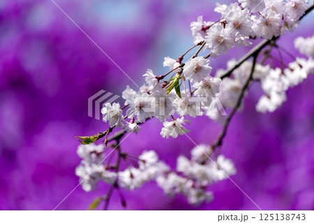 春のイメージ・桜の花のアップ 春のイメージ・桜の花のアップ 125138743