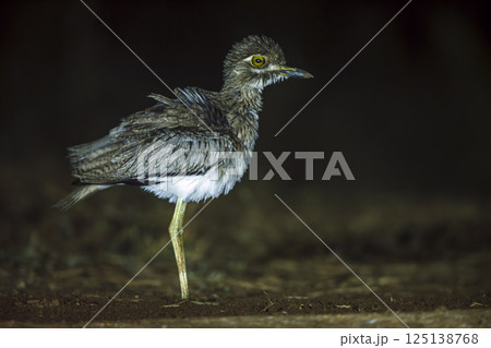 Water thick-knee in Greater Kruger National park, South Africa Water thick-knee in Greater Kruger National park, South Africa 125138768